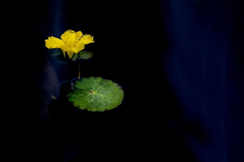 Mindfulness Meditation
